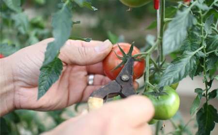 定期便3回【訳あり】高知県佐川町産 トマト 約2.3kg 織田トマト 高知 サイズ 違い 混合 キズあり 大小 まるっとトマト