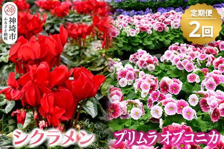 【先行受付11月20日より発送 数量・期間限定】鉢花 定期便 2回(11月・1月) 【鉢花 ふるさと納税 定期便】(H069116)