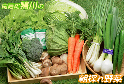 【1日限定5セット】南房総-鴨川の朝採れ野菜セット [0014-0027] １回発送