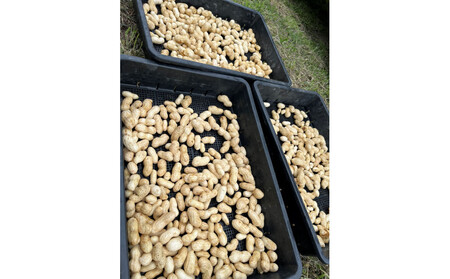 愛知県豊田市産 【生落花生】 1.5kg