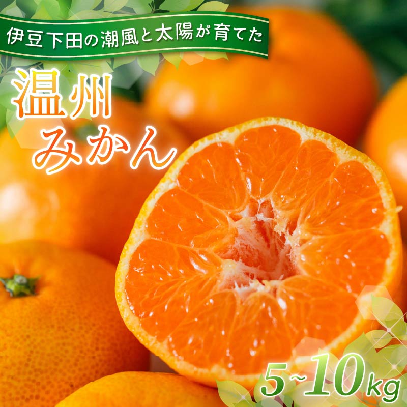 【ふるさと納税】 みかん 温州みかん 5kg 10kg 選べる 容量 先行予約 10月より順次発送 旬 柑橘 蜜柑 ミカン オレンジ orange フルーツ 果物 くだもの 温州 国産 季節限定 産地直送 静岡県産 横山商店 静岡県 伊豆 下田 下田市