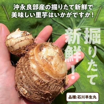 ふるさと納税 知名町 里芋(石川早生丸)(2kg) |  | 02