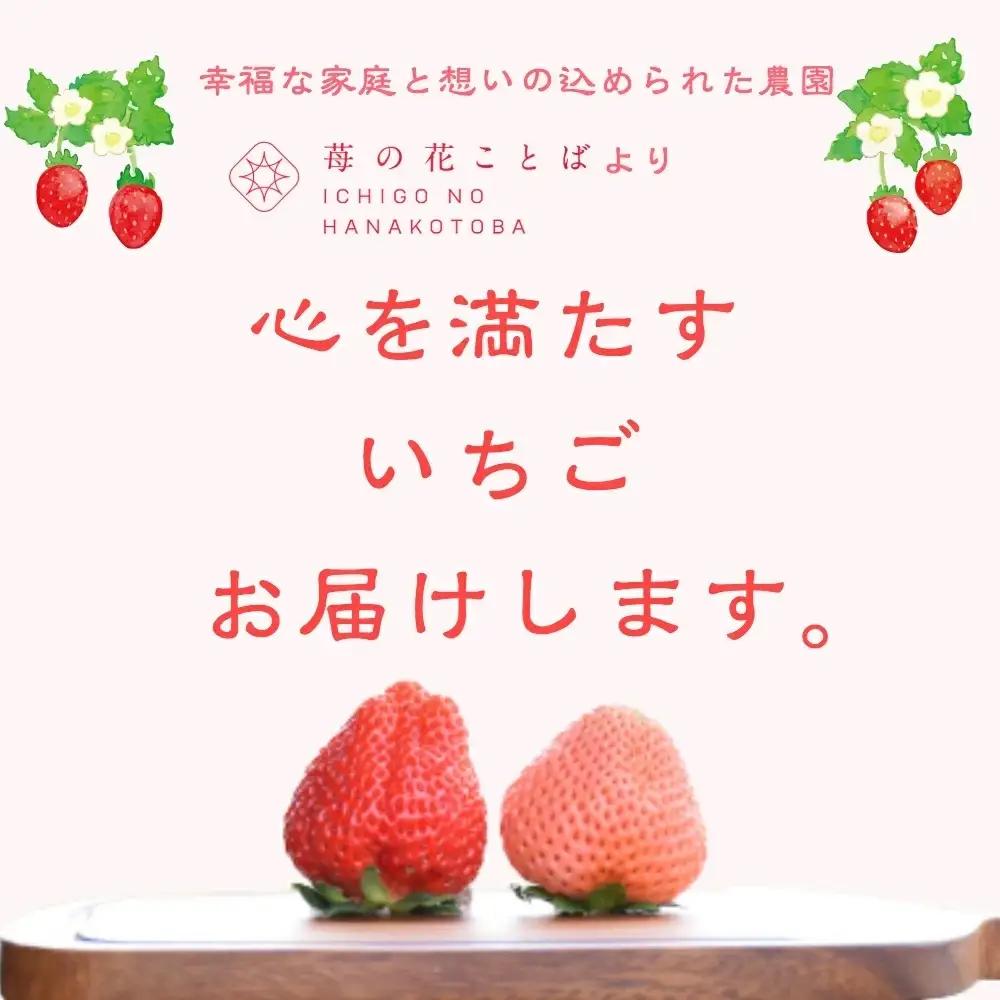 【先行予約】越後姫桃薫 いちご 越後姫 約200g×2P食べ比べ