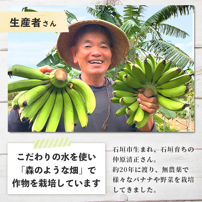 希少！こだわりの水を使い「森ような畑」で栽培する、仲原さんのバナナ【 沖縄県石垣市 沖縄 石垣 石垣島 石垣島産 バナナ ばなな 農薬不使用 化学肥料不使用 離島のいいもの 沖縄いいもの石垣島 】OI