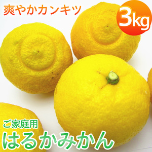 【2027年1月以降発送】みかん 訳ありみかん はるか 【ard141B】
