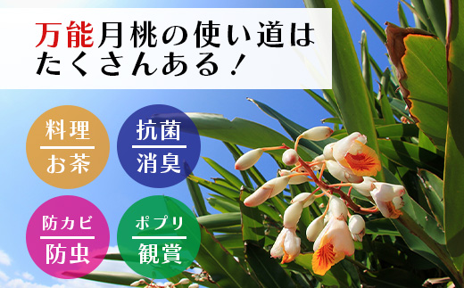 「月桃の苗」大1株（特別栽培、栽培期間中農薬不使用）【 沖縄県石垣市 月桃 農薬不使用 化学肥料不使用 苗 離島のいいもの 沖縄いいもの石垣島 】OI-14