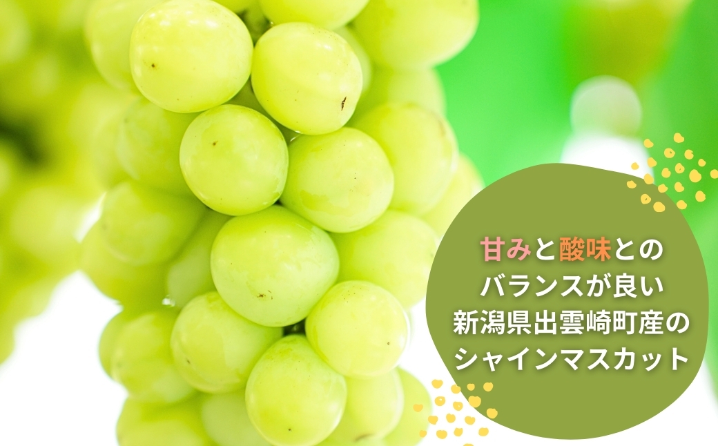 【先行予約】農家直送【糖度18度以上】シャインマスカット（1房500g）皮ごと食べられる 種無しぶどう 甘い ぶどう 果物 贈答品 ギフト 新潟県 出雲崎町
