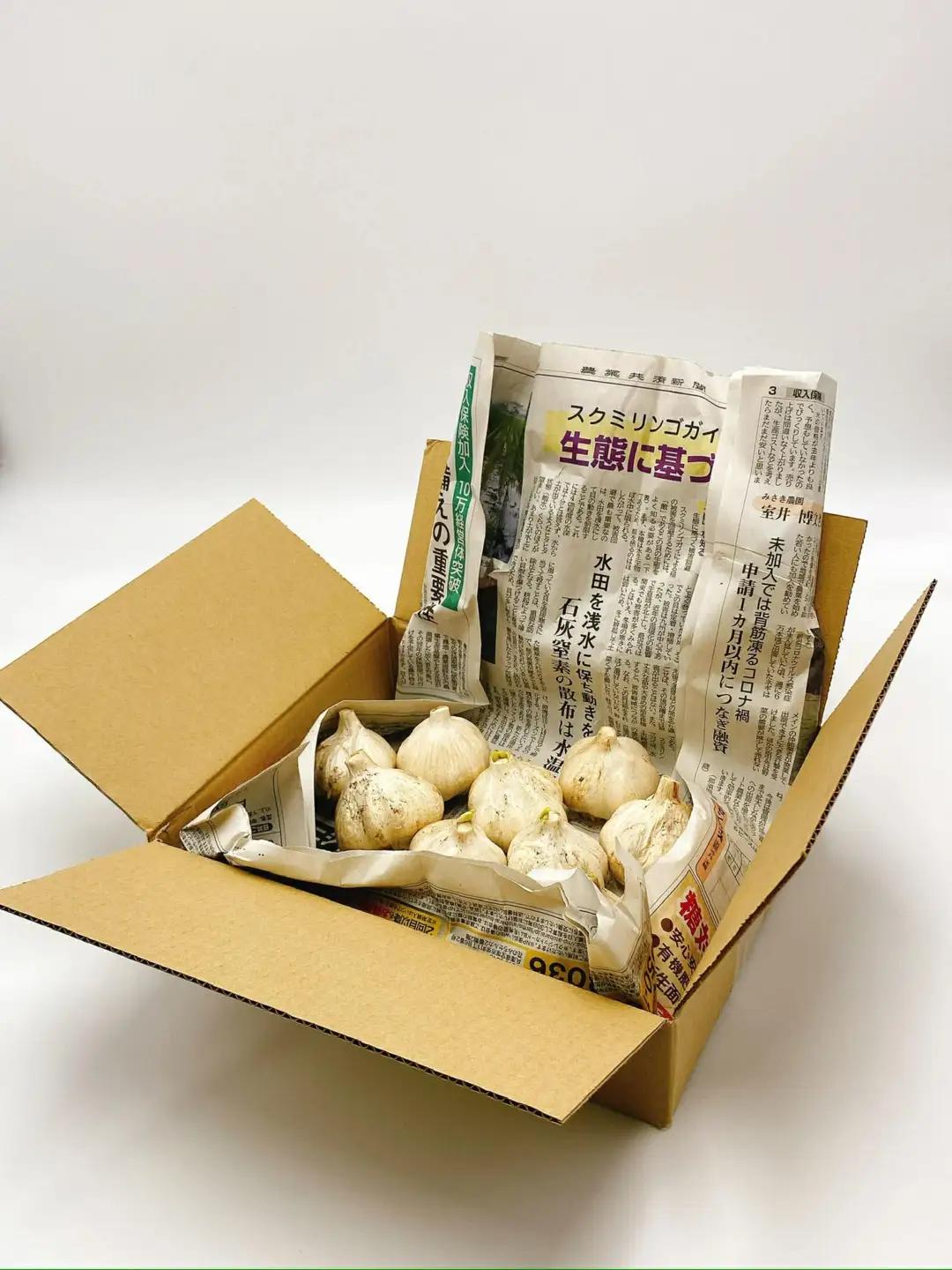 飛騨産 にんにく 500g ニンニク【7月中旬から12月発送】水村農園