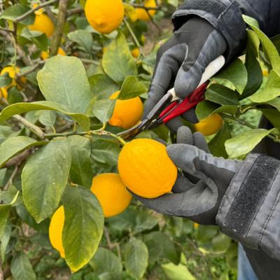ふるさと納税 八幡浜市 愛媛県八幡浜市産 柑橘農家が育てたレモン 約3キロ【C24-40】 |  | 02