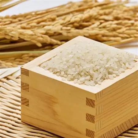 《白山鶴来の恵み》　稲ほ舎の銀のとんぼ　白米5kg_ コシヒカリ 米 こしひかり_【1019569】