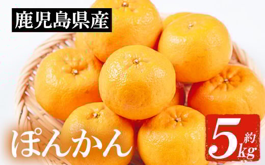
            ＜先行予約＞＼数量・期間限定／JAさつま日置 いちき串木野産 ポンカン 約5kg 柑橘の特産品 ポンカン直送 贈答 ギフト プレゼントにもオススメ！【A-1786H】
          