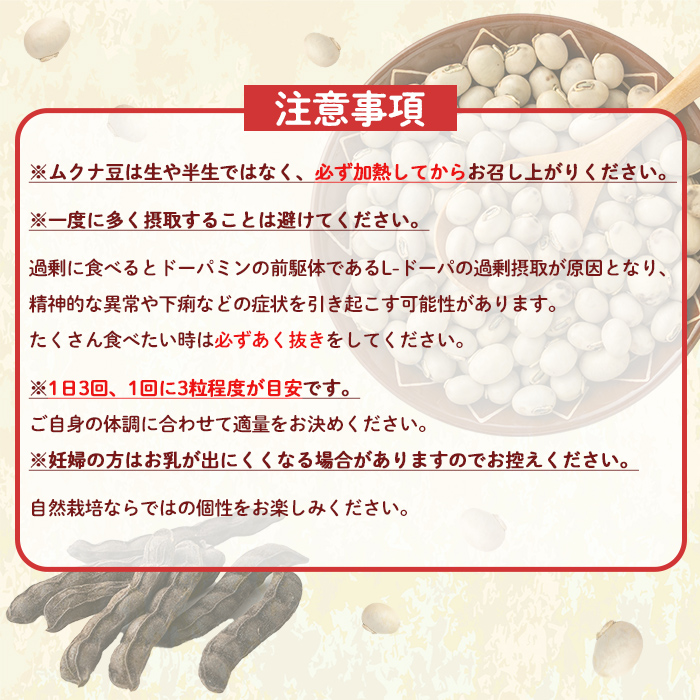 n427 数量限定！種子島産 ムクナ豆(100g) 国産 八升豆 ハッショウマメ 豆 マメ 自然栽培 野菜 【永濱農園】