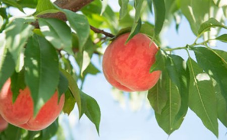 《先行予約 2026年度発送》白桃 2kg(5～9玉) もも モモ 桃 デザート フルーツ 果物 くだもの 果実 食品 山形県 FSY-0508