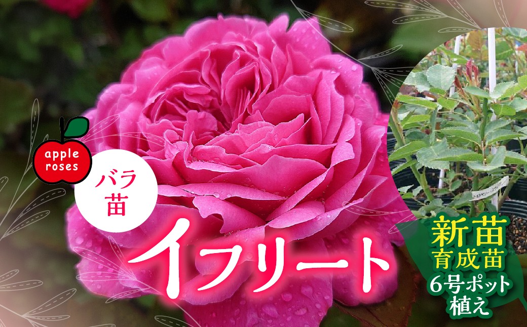 
                  【Apple Roses】バラ苗『イフリート』新苗育成苗6号ポット植え 【 ふるさと納税 埼玉県 飯能市 送料無料 薔薇 ばら 花 苗木 ガーデニング ガーデン 園芸 プレゼント ギフト 贈り物 記念日 母の日 誕生日 】 HNNH041
                
