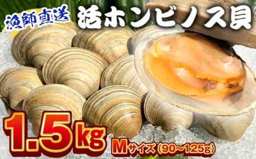 漁師直送！活ホンビノス貝1.5kg（Mサイズ）　ホンビノス 貝 白はまぐり 大あさり 浜焼き BBQ バーベキュー アウトドア キャンプ 漁師直送 産地直送 魚介類 海鮮 貝 シーフード クラムチャウダー スープ パスタ 天ぷら 酒蒸し 千葉県
