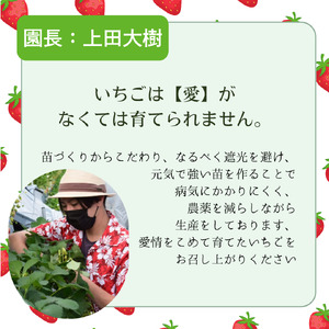 いちご 大粒 24個 イチゴ 苺 かおり野 紅ほっぺ 予約 先行予約 先行受付 数量限定 期間限定 限定果物 フルーツ 予約 ギフト 贈答