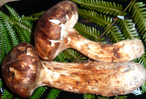 F-766 益田産まつたけ 500g