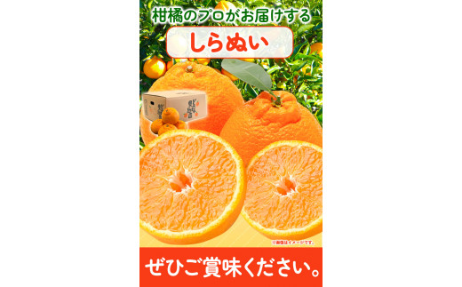 不知火(デコポンと同品種)しらぬい5kgどの坂果樹園《2月中旬-4月上旬頃出荷》しらぬいでこぽん果物フルーツ---wshg_245_g24_23_11000_5kg---