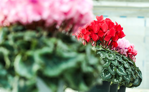 【先行予約】根本園芸シクラメン【6号】1鉢 鉢花 鉢植え 色おまかせ ガーデンシクラメン 花 ギフト 農林水産大臣賞受賞