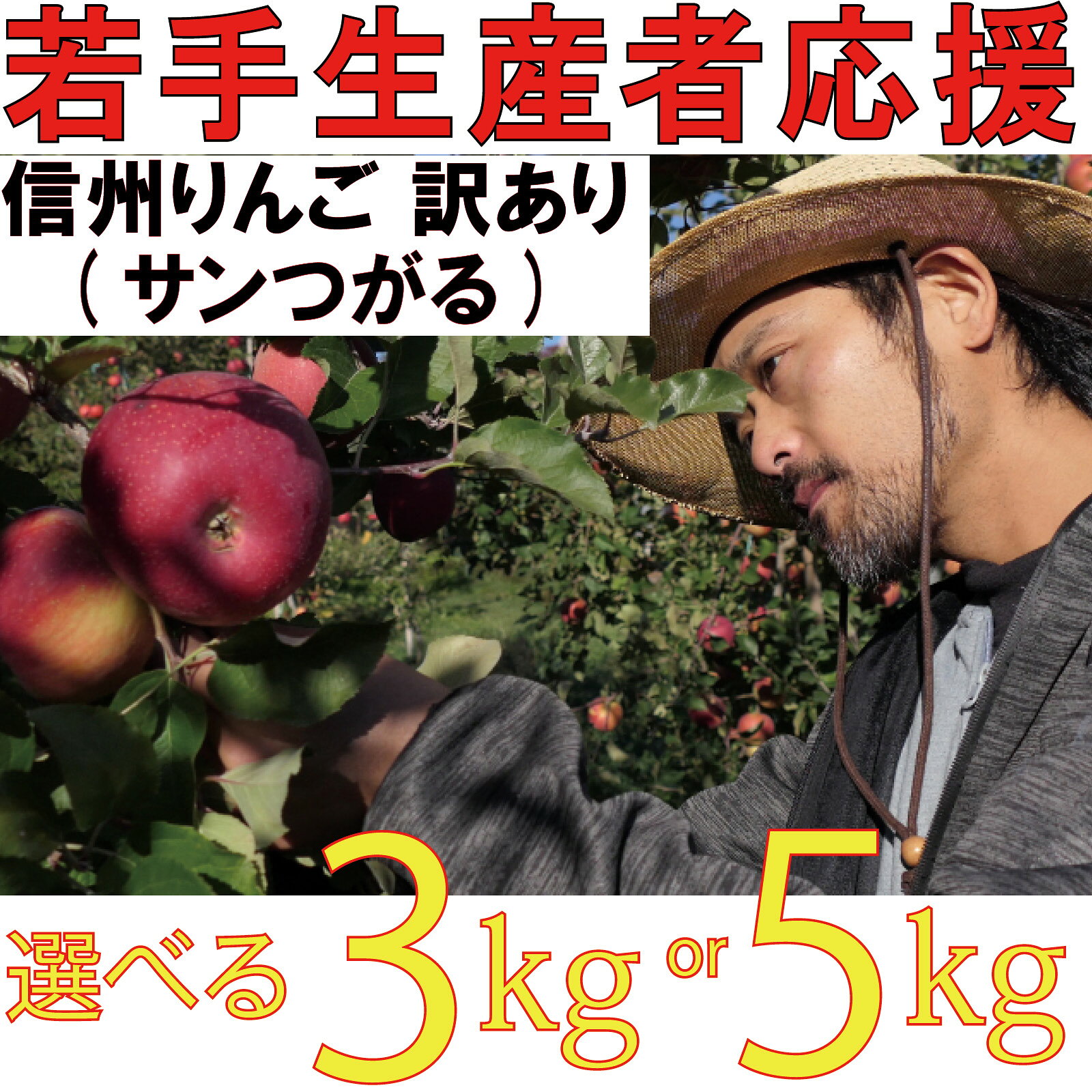 【ふるさと納税】【2026年 先行予約 令和8年産】 訳あり りんご 選べる 3kg 5kg 【若手生産者応援】 つがる サンつがる 伊藤 快 果物 フルーツ 先行 予約 信州 長野県 長野 麻績村 不揃い 規格外 家庭用 産地直送 麻日屋 麻績 おみ 自宅用 8月 下旬 9月 上旬 2026年収穫分