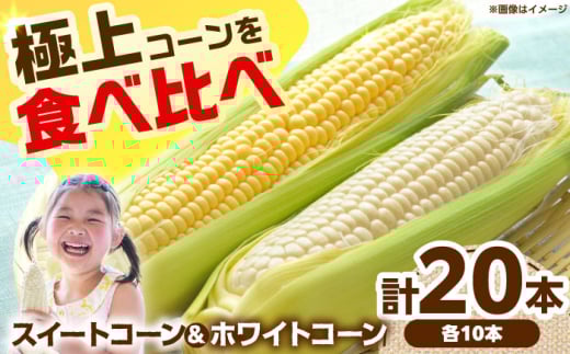 【6月頃発送予定】朝採れとうもろこし スイートコーン ホワイトコーン 食べ比べセット 各10本 高槻市産 とうもろこし トウモロコシ コーン 甘い 野菜 新鮮 大阪府高槻市/高槻あぐり [AOCS030]