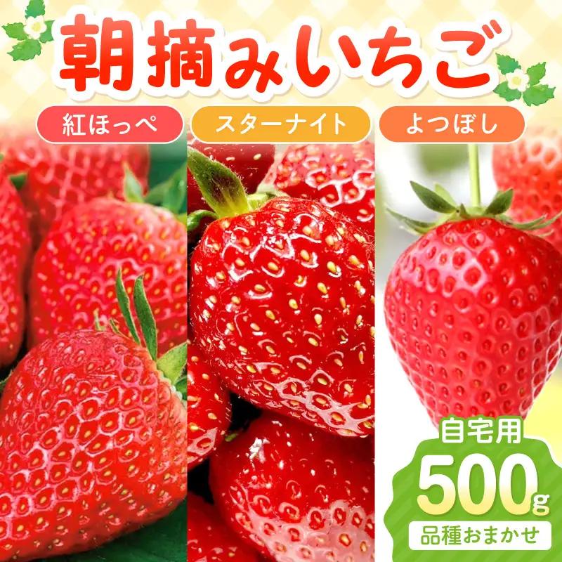 【2027年1月～2027年4月発送予定】【自宅用】朝摘みいちごお楽しみパック 品種おまかせ 500g 紅ほっぺ スターナイト よつぼし【ふるさと納税3.0】【117E-009-2027】