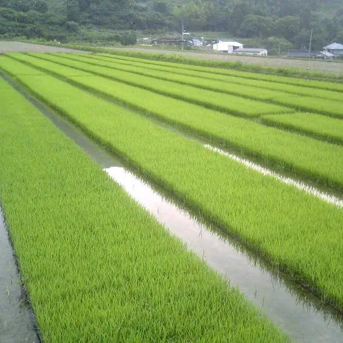 福吉産 ・ 山つき の 減農薬米 3品種 セット（ ヒノヒカリ 、 夢つくし 、 コシヒカリ）《糸島》【二丈赤米産直センター】米/減農薬/コシヒカリ/夢つくし/ヒノヒカリ [ABB024]