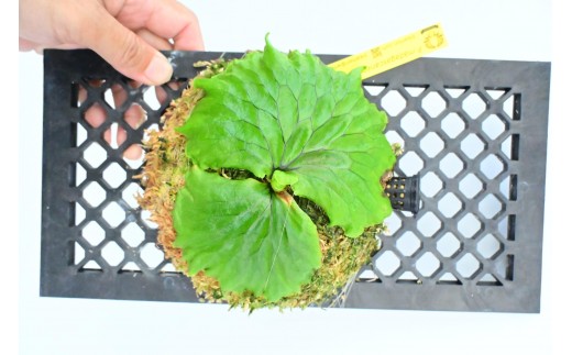 ビカクシダ　マダガスカリエンセ琉球松板付け（壁掛け用）