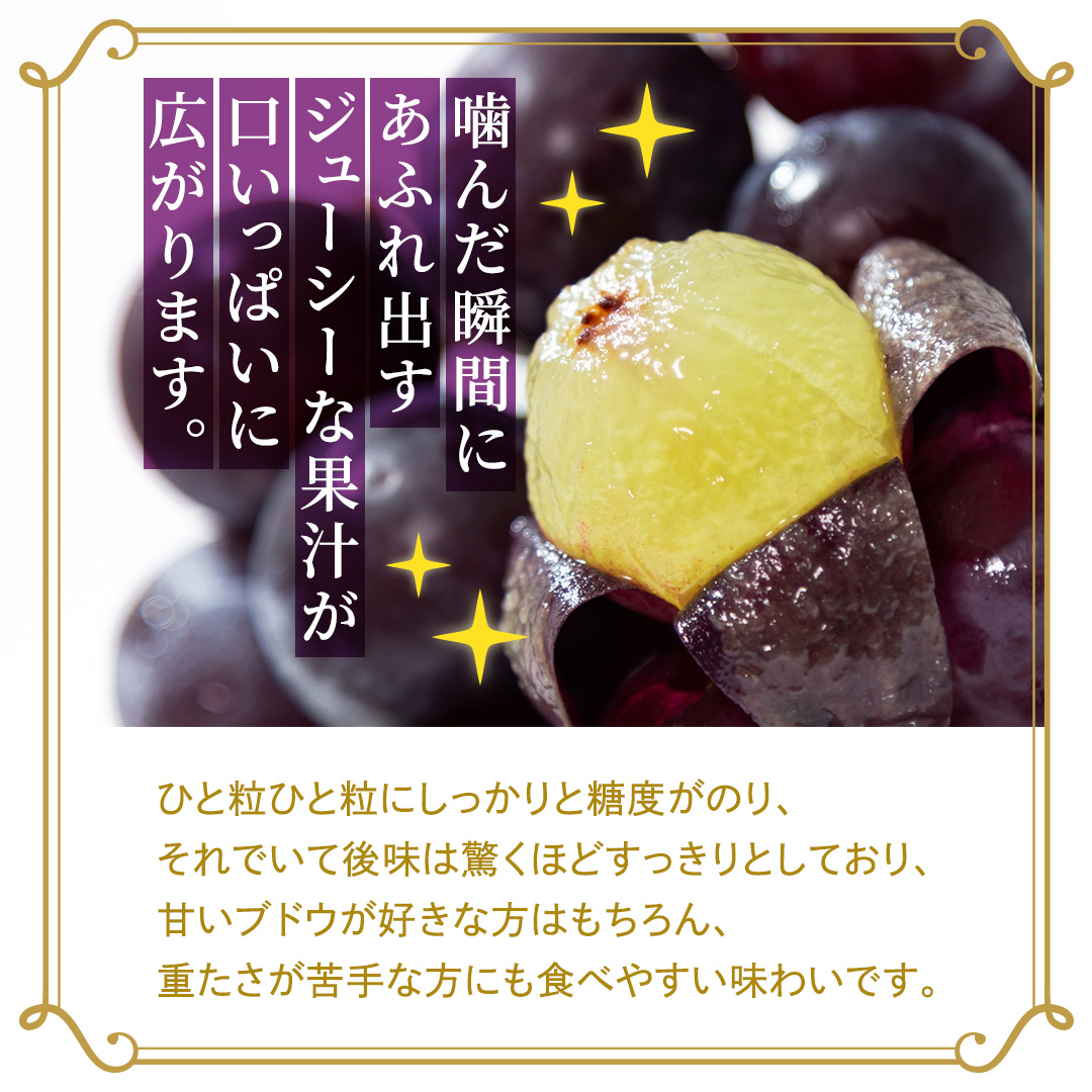 ピオーネ 約2kg （約4房）【2026年8月より発送開始】（茨城県共通返礼品 [ぶどう]：結城市産） ぶどう ブドウ 葡萄 ピオーネ高級 国産 黒ぶどう 旬 お取り寄せ フルーツ 希少品種 デザート