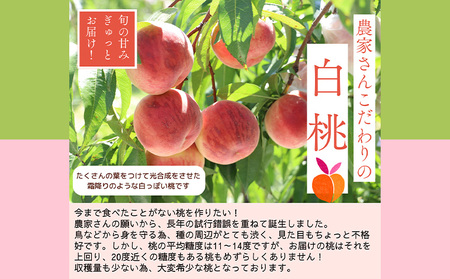 プレミアム白桃 秀品 約5kg (10～18玉) [柔らかくなる桃] FY25-200