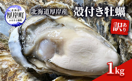 訳あり 殻付き 牡蠣 1kg 【光輝】生食用 牡蠣