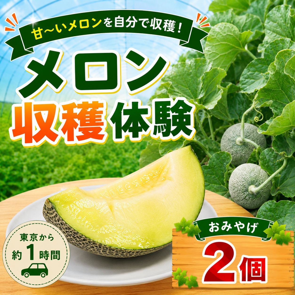 【ふるさと納税】 メロン 収穫体験 2～3個 お持ち帰り付き 1グループ様 めろん たかみ 国産 夏 ギフト meron Melon 産地直送 数量限定 千葉県 旬 ジューシー 種 美肌 貧血予防 芳醇 濃厚 みずみずしい 厳選 家庭用 果汁たっぷり こだわり 今井農園 千葉 東金