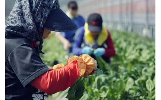 『定期便 全6回』無農薬生姜100gと旬の野菜の詰め合わせ【土佐野菜】【セット 新鮮 野菜 毎月  人気 おすすめ 高知県 南国市】