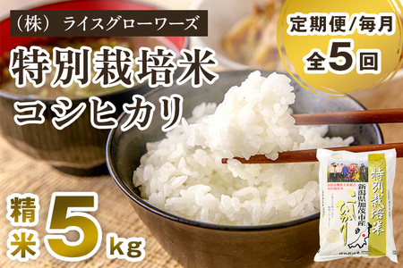 【令和8年産新米先行予約】【定期便5ヶ月毎月お届け】新潟県加茂市産 特別栽培米コシヒカリ 精米5kg《10月上旬～順次出荷》 白米 従来品種コシヒカリ （株）ライスグローワーズ