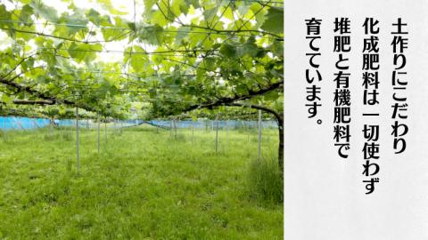 《 種なし 》 シャインマスカット ・ クイーンニーナ ・ ピオーネ 約 1.6kg 各1房 (茨城県共通返礼品 かすみがうら市) 久保田果樹園 産地直送 フルーツ 甘い 直送 茨城 限定 ギフト ぶ