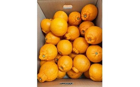 果物 フルーツ くだもの ミカン 不知火 デコポン / 【ご家庭用訳あり】紀州有田産不知火(しらぬひ) 約8.5kg【予約】　※2024年2月上旬頃～3月下旬頃に順次発送予定(お届け日指定不可)【uo