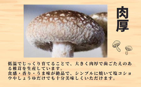 11月以降順次発送【期間限定】生しいたけ 肉厚500ｇ（約9～12個）【お申込期限3月31日まで】ジャンボ手のひらサイズ  焼山しいたけ園 農園直送 新鮮 椎茸 シイタケ お取り寄せ グルメ 国産 糸
