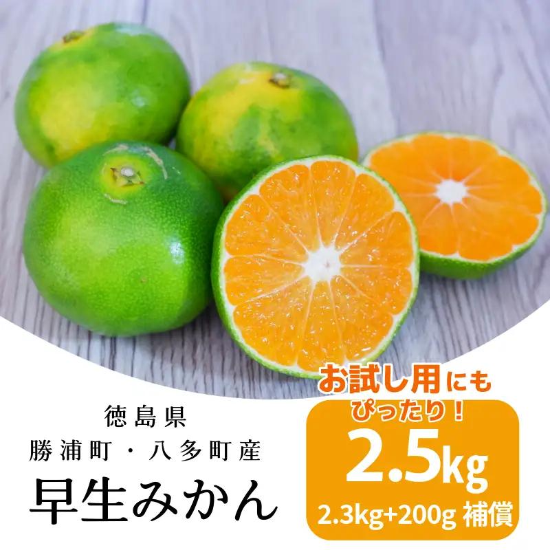 みかん 早生みかん 2.5kg 柑橘 フルーツ 果物