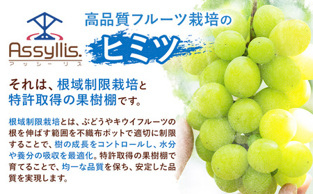 ぶどう ナガノパープル 1房 450g 株式会社ヤマナカ茨城県 結城市 アッシーリス 種なしぶどう たねなし 皮ごと食べられるフルーツ 旬 果物 冷蔵便  《8月中旬-9月下旬頃出荷》