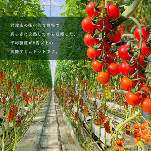 【定期便9回】高糖度 ミニトマト スイートベル （ ヘタなし ） 150g × 12P | 野菜 トマト ミニトマト プチトマト トマト 高糖度 トマト とまと 小分け 君津とまとガーデン 定期便 定