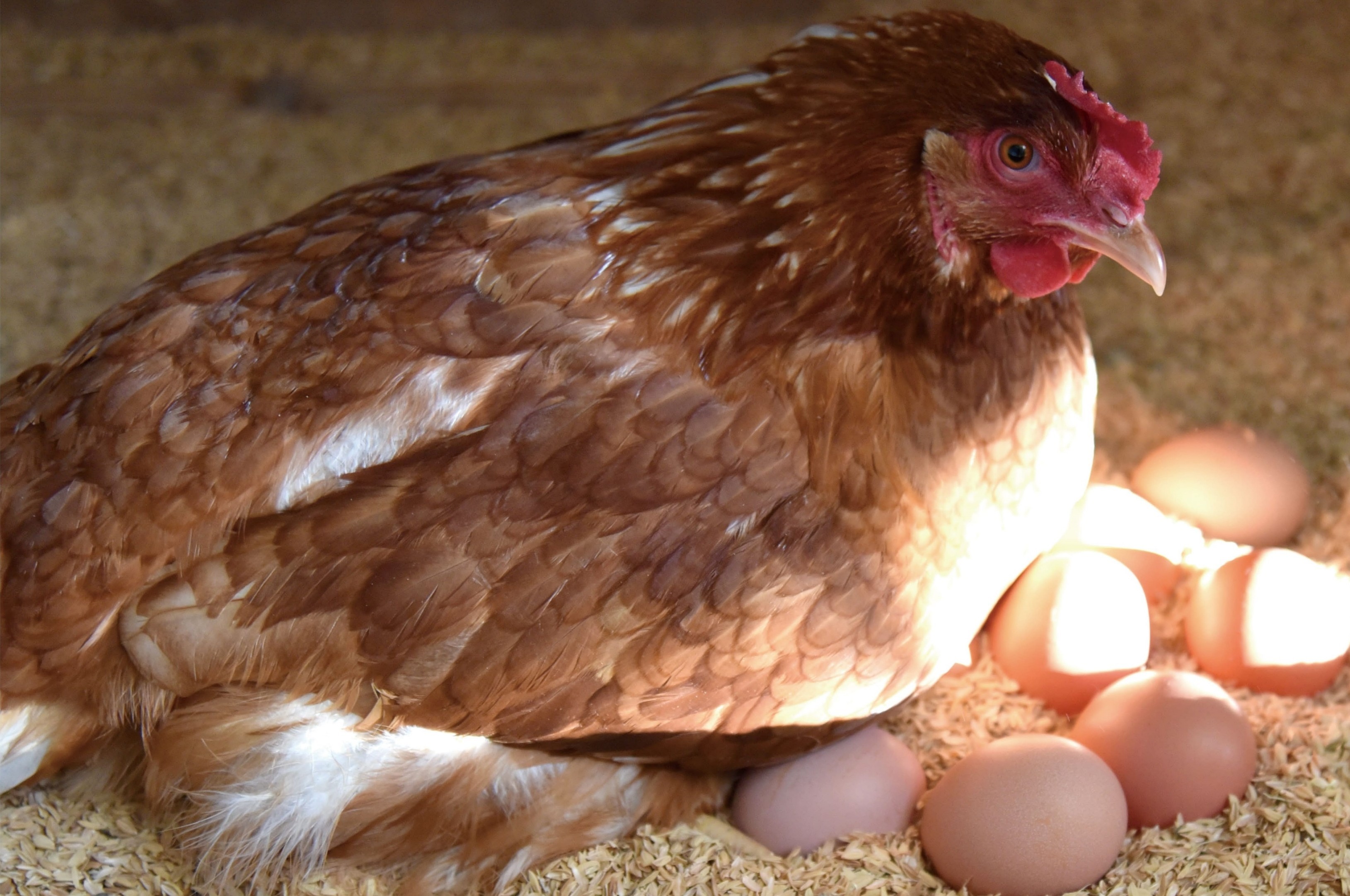 
                  【定期便】平飼い有精卵 定期便240個（30個×全8回） 本間農園
                