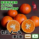 【ふるさと納税】 タカじいの セミノール 家庭用 5kg （サイズおまかせM～2L） 9000円 ※4月中旬～5月順次発送予定 ＜紀州有田産＞ / オレンジ セミ みかん 柑橘 果物 フルーツ 果実 和歌山 紀州 有田 //hassaku