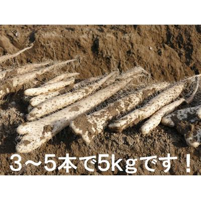ふるさと納税 長野県 長寿県!長野の特産品　長芋 5kg |  | 01