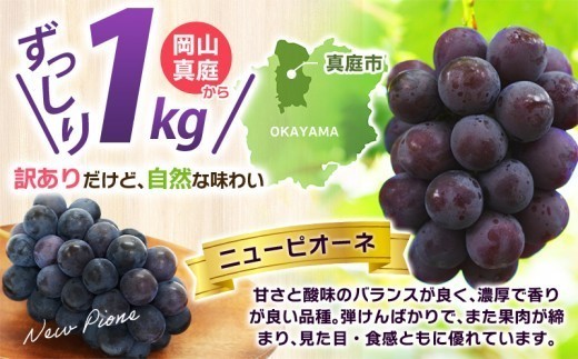 甘さと酸味のバランス◎！濃厚な味わい！岡山県真庭市産ニューピオーネ！