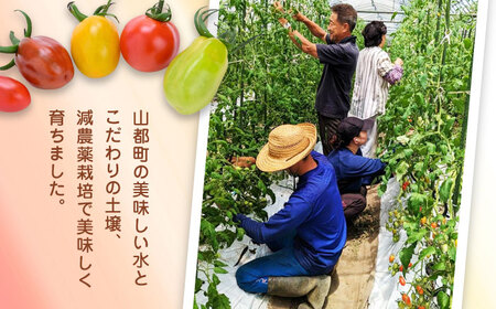 【全3回定期便】【期間限定】熊本県産 減農薬栽培 トマト ミディトマト 詰め合わせ 30個×2セット 計60個 食べ比べ ギフトセット 産地直送【矢仁田農園】[YDE016]