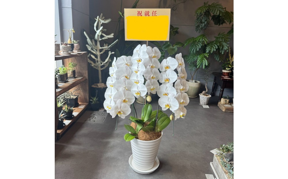 
                  胡蝶蘭大輪3本立ち（1本につき10〜13輪蕾込）
                