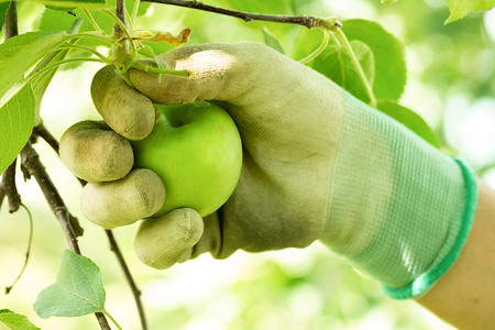 廃棄されてきたりんごを活用した テキカカシードル ライチ & アップルソーダ 計6本セット 330ml×各3本