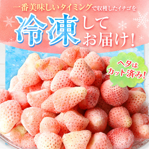 冷凍いちご 淡雪 白いちご 約2kg イチゴラス