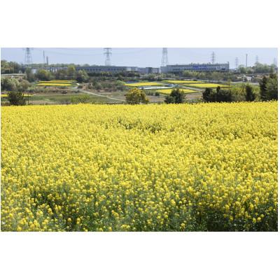 ふるさと納税 みよし市 なのはな油600g×2(愛知県産菜種100%使用、昔ながらの一番搾り製法) |  | 02