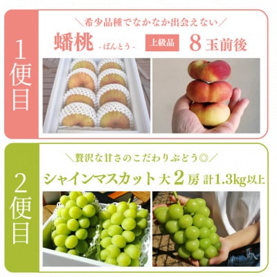 【発送月固定定期便】【きよとうファーム】蟠桃とシャインマスカットの上級品を岡山から産地直送全2回【配送不可地域：離島】